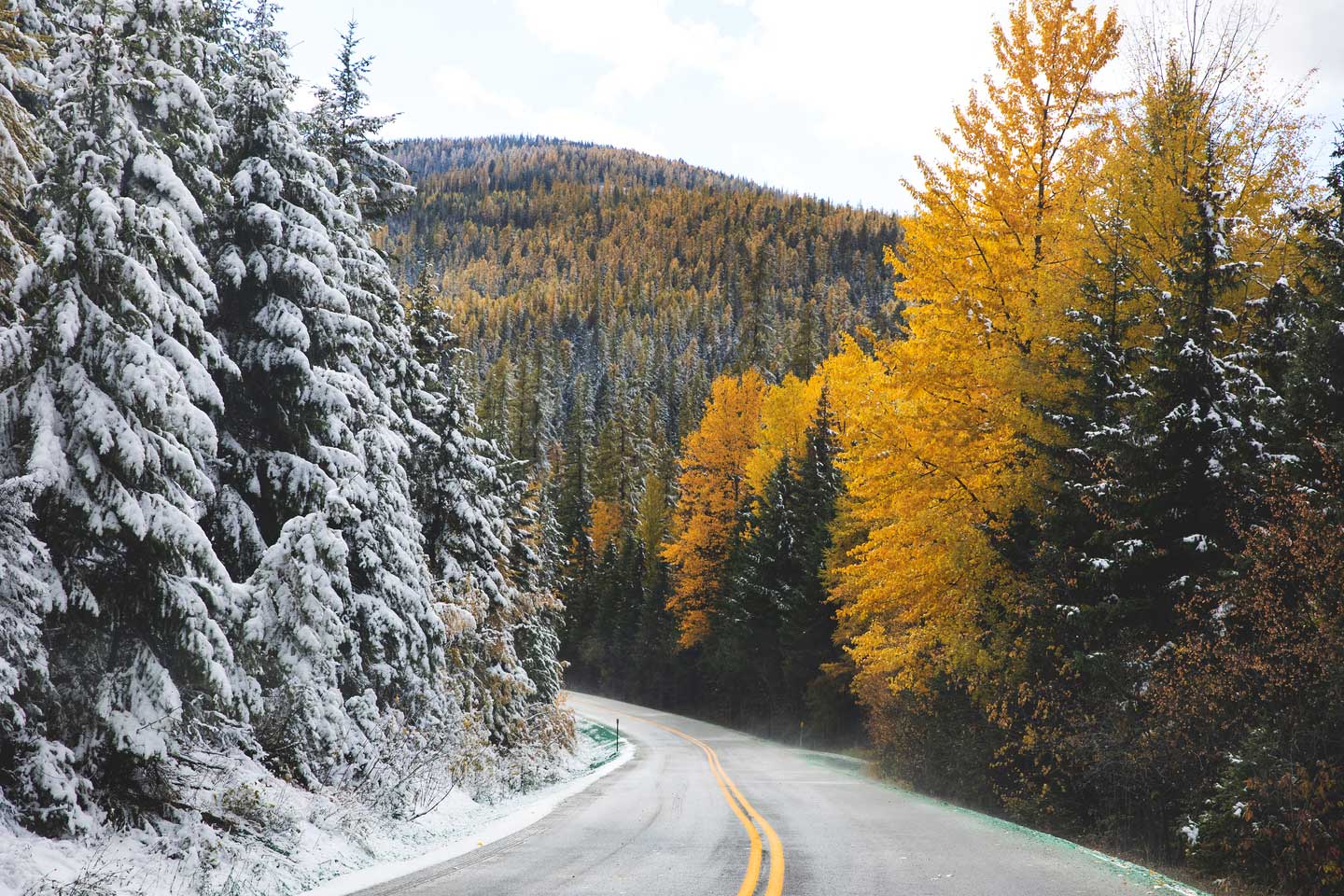 LARCH FALL COLORS